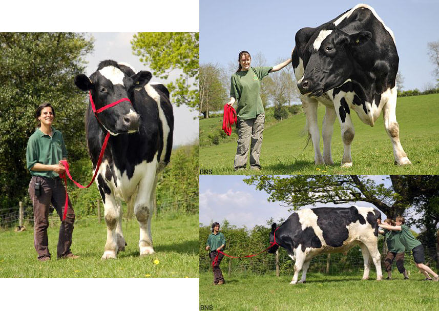 Сколько коров в мире. Самый большой удой у коровы в мире. Удой коров в мире. Самый большой молочный корова в мире. Много молока у коровы.