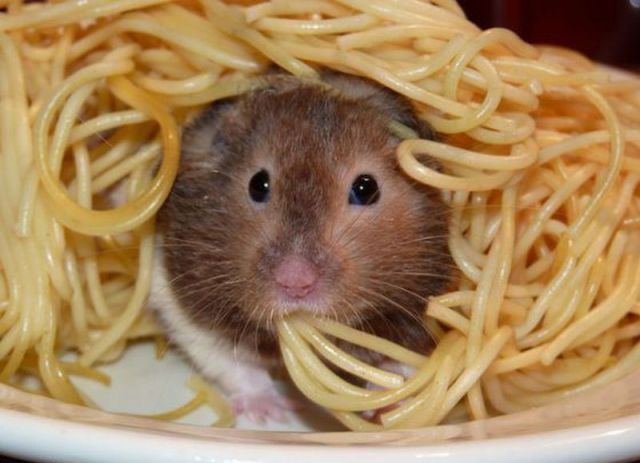 Une Souris Mange Des Spaghettis une-souris-mange-des-spaghettis