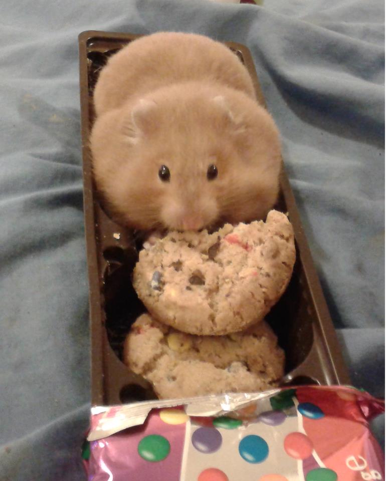 le hamster le plus gros du monde