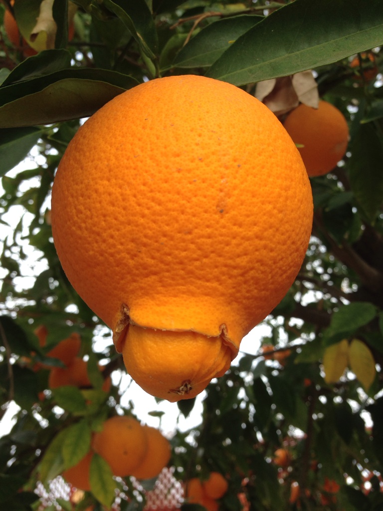 Une orange accouche