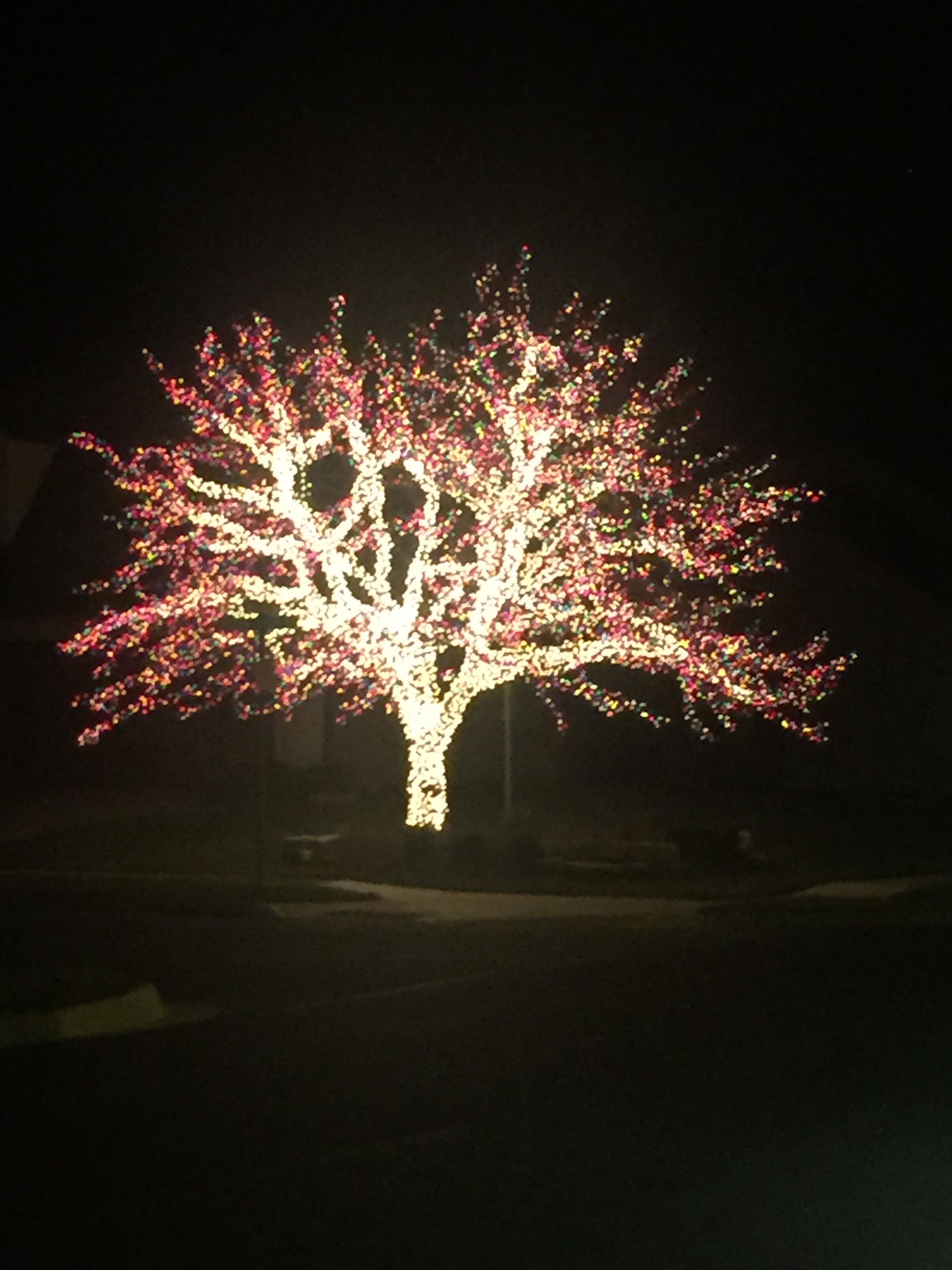 Il a mis toute la déco de Noël sur l'arbre