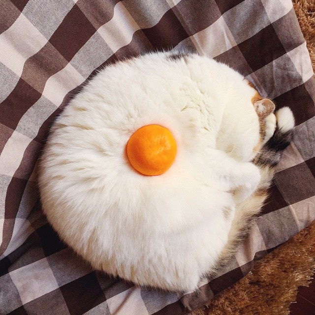 Oeuf sur le plat version chat