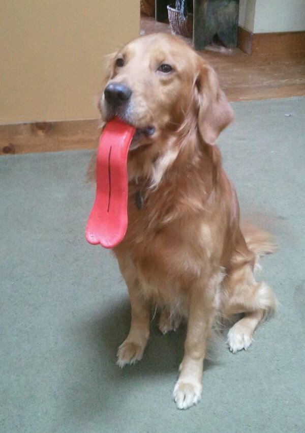 Un chien tire la langue