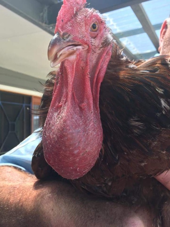 Poule avec une grosse boule