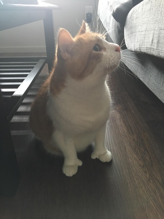 Un chat a des pouces aux pattes