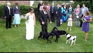 Un chien fait pipi sur la mariée Un chien fait pipi sur la mariée