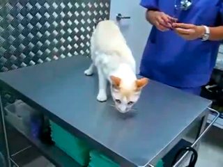 Comment immobiliser un chat