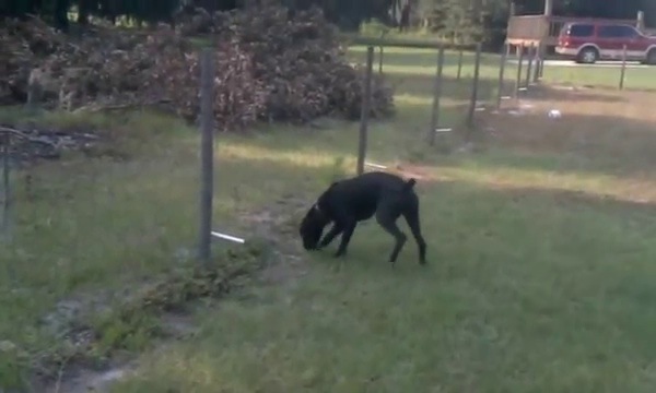 Un chien fait pipi sur une clÎture électrique Un chien fait pipi sur une clÎture électrique