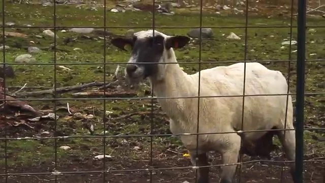Comment S'appelle Le Cri Du Mouton www.koreus.com
