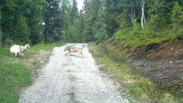 Un Loup Attaque Des Moutons