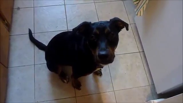 Un chien dressé pour s'occuper d'un bébé Un chien dressé pour s'occuper d'un bébé
