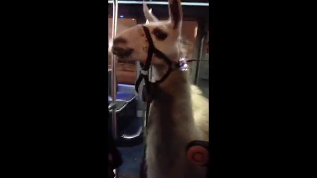 Serge le lama dans le tramway