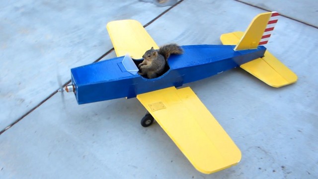 ecureuil-fait-avion-radiocommande.jpg