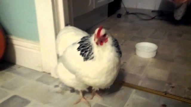 Avez Vous Deja Vu Une Poule De Course Une poule éternue
