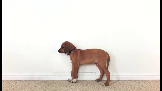 La croissance d'un Rhodesian ridgeback de 2 mois à 3 ans La croissance d'un Rhodesian ridgeback de 2 mois à 3 ans