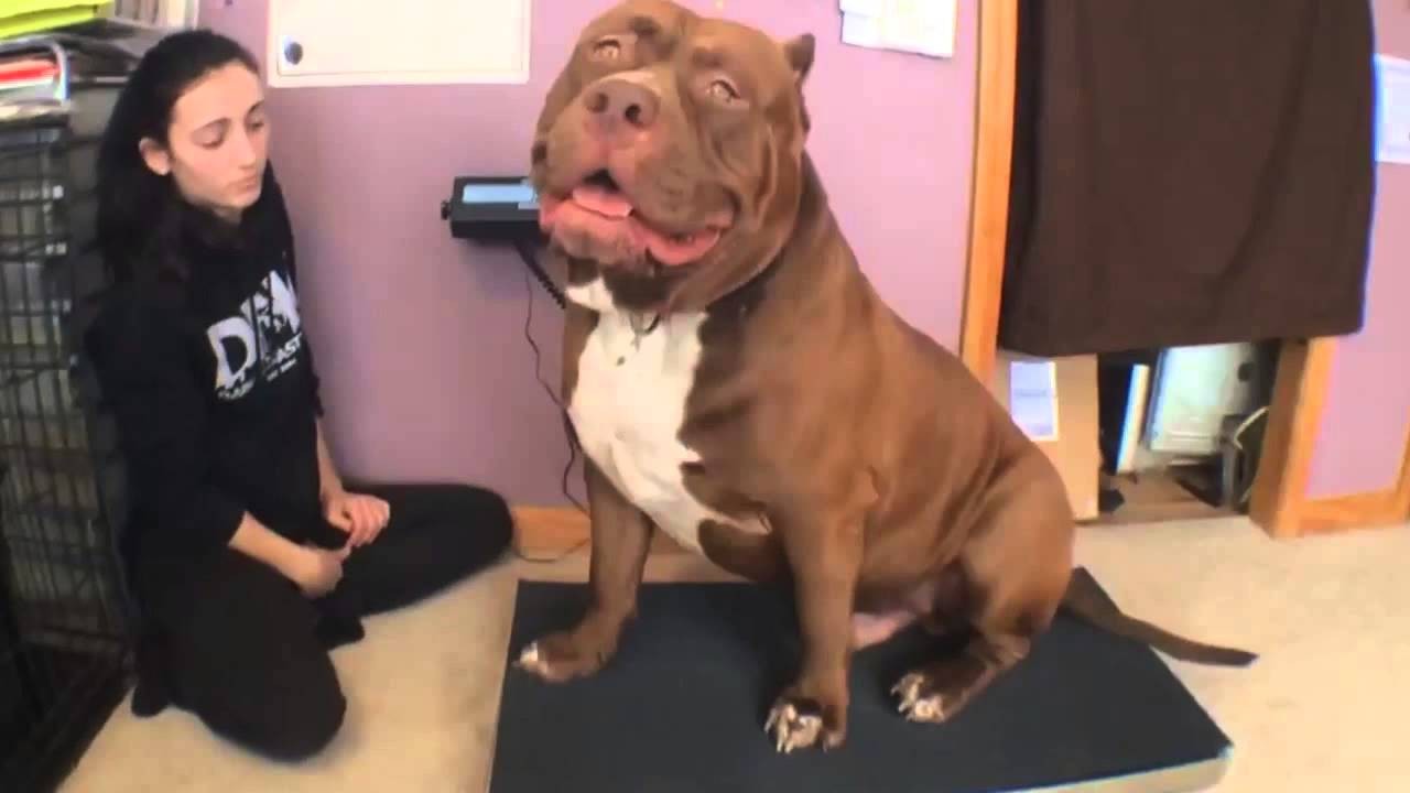 hulk-le-plus-gros-pitbull-du-monde