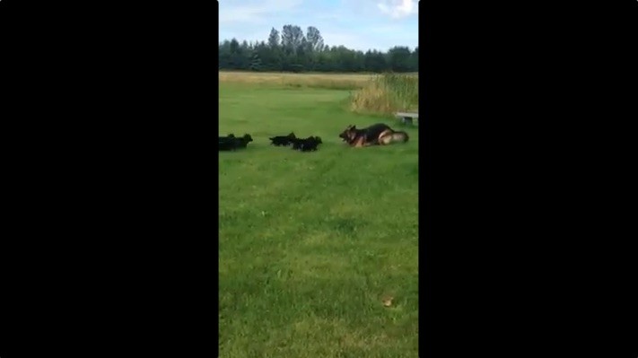 Une chienne berger allemand joue avec ses chiots Une chienne berger allemand joue avec ses chiots
