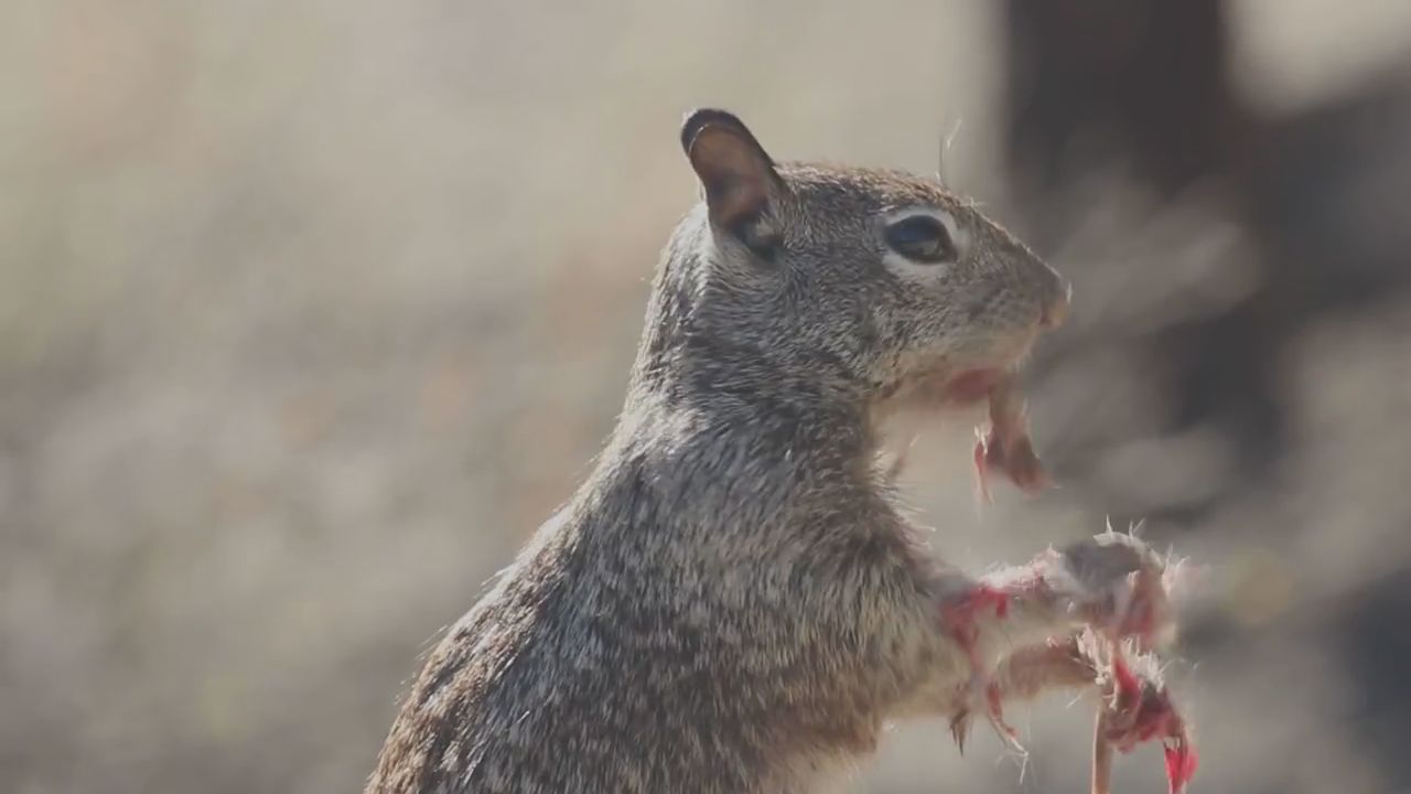 ecureuil mange souris