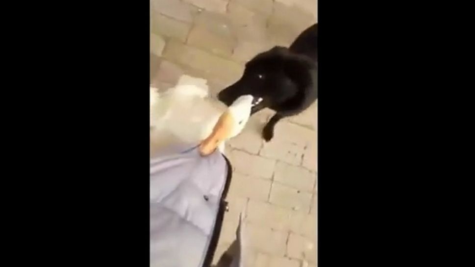 Не звоните сюда больше Мем. Алло Гусь
