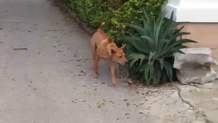 Un chien de garde retourne à son poste Un chien de garde retourne à son poste