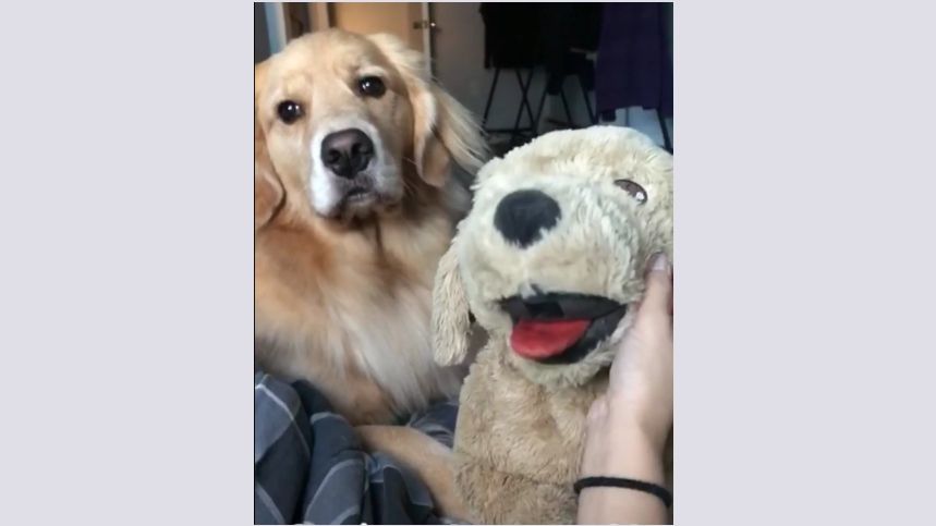 Tester la jalousie de son chien avec une peluche Tester la jalousie de son chien avec une peluche