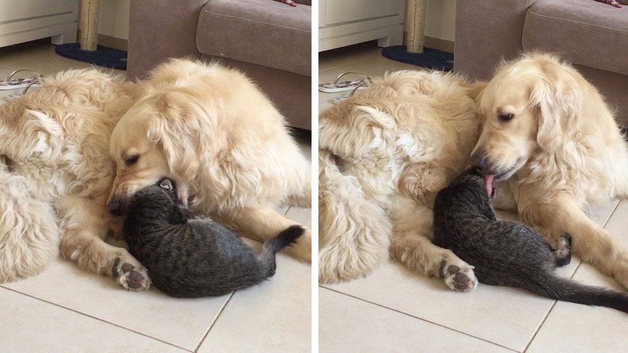 Un chien s'excuse après avoir essayé de manger le chat Un chien s'excuse après avoir essayé de manger le chat