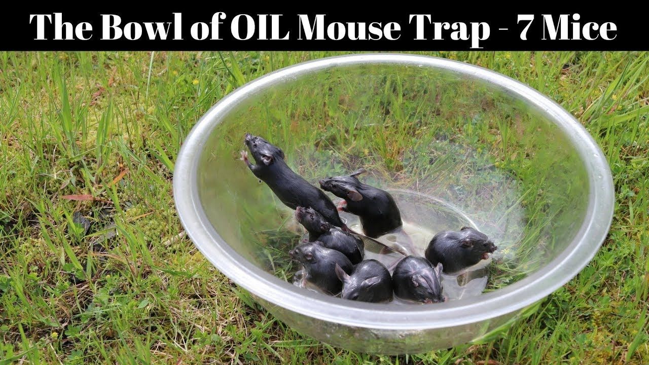Attraper des souris avec un saladier et de l