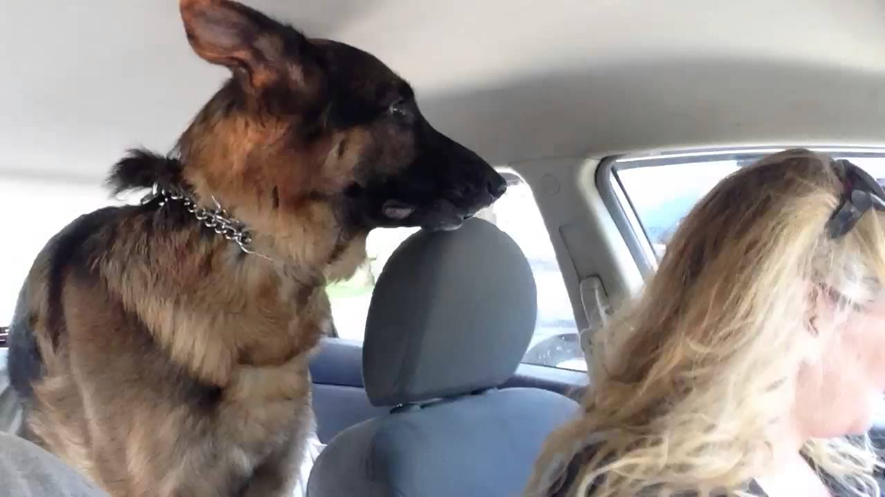Un chien réalise qu'il est arrivé chez le vétérinaire Un chien réalise qu'il est arrivé chez le vétérinaire