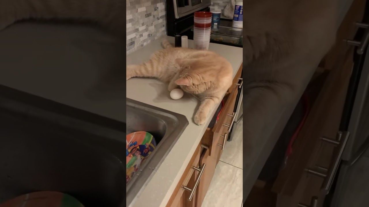 Donner un oeuf à un chat