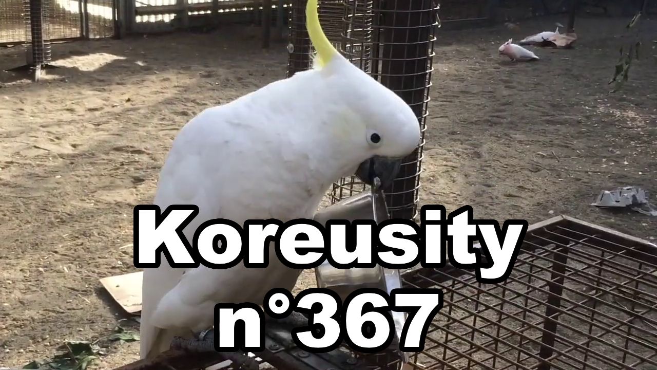 Koreusity n°367