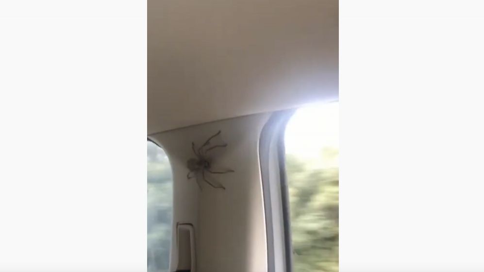 Une araignée dans une voiture