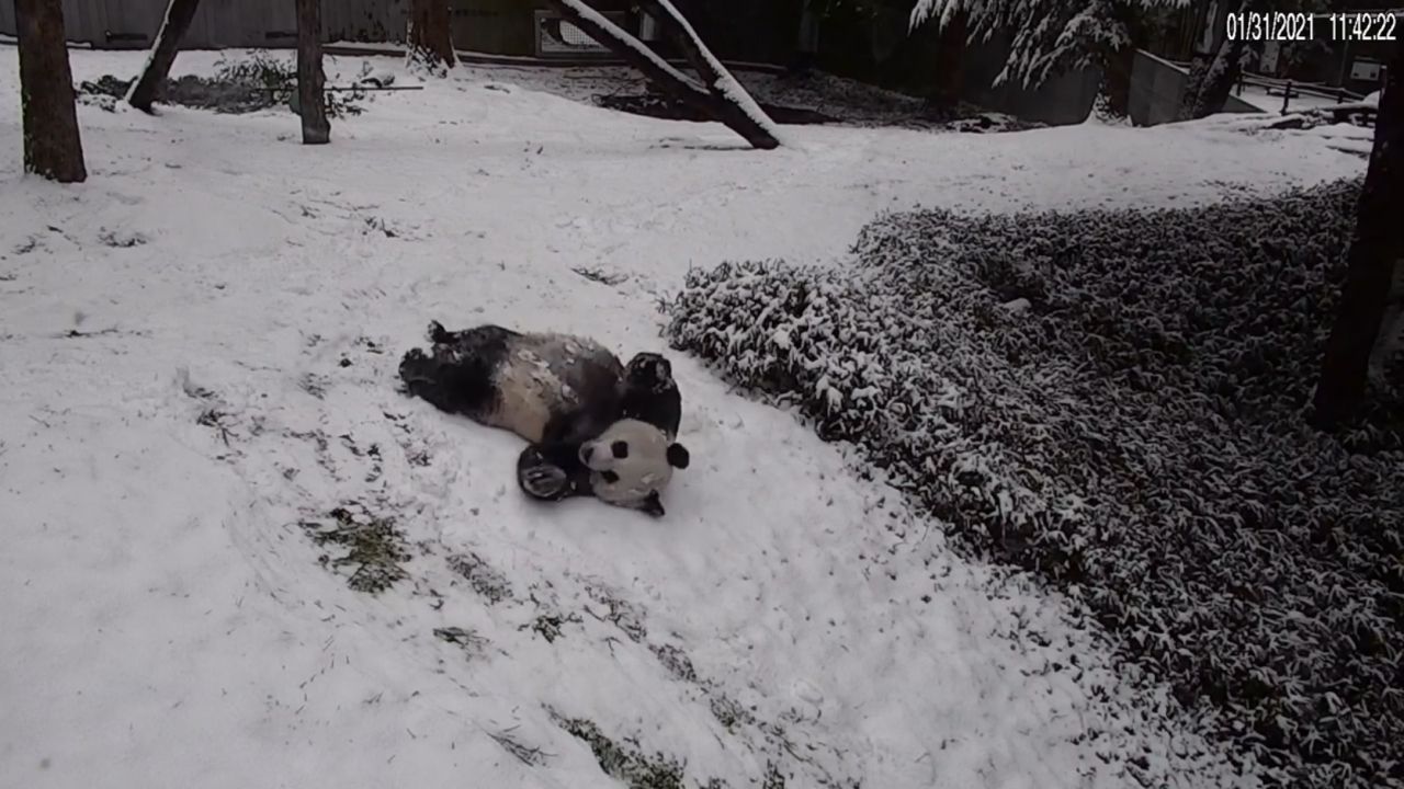 Des pandas  glissent sur la neige 