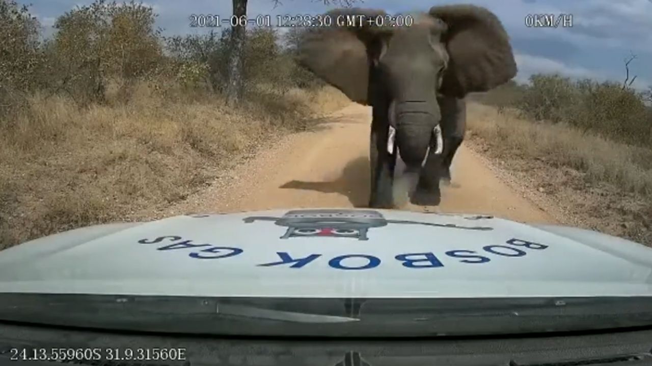 Un éléphant charge un pickup
